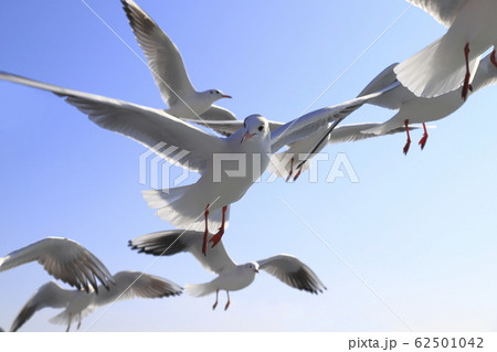船をおいかけるカモメの群れ 62501042