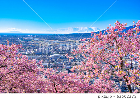 松田山　満開の河津桜 62502275