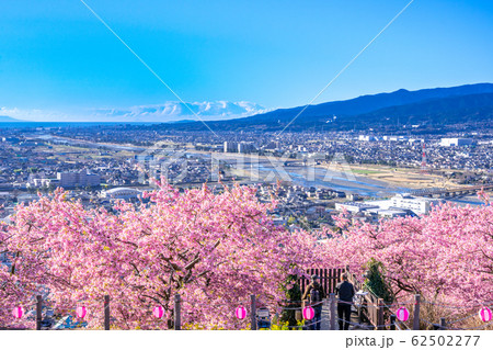 松田山　満開の河津桜 62502277