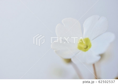 プリムラシネンシスの写真素材