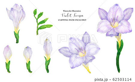 Freesia flowers and buds, watercolor 62503114