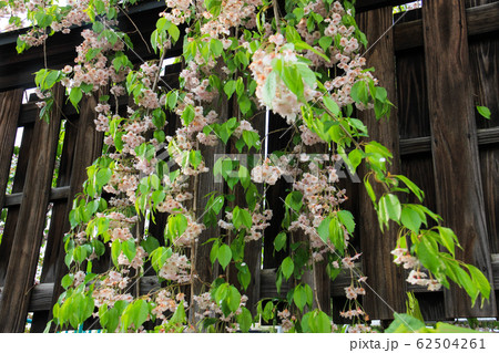 しだれ桜 62504261