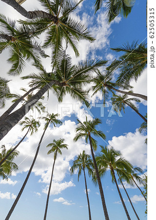 椰子の木と青空 Perming ハワイの風景 写真素材の写真素材