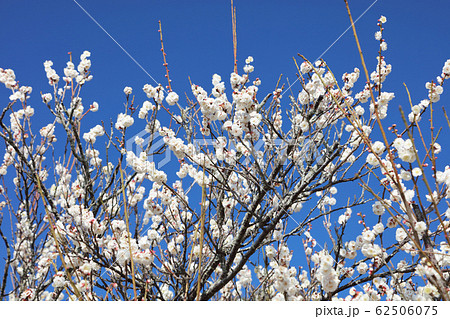 滝宮天満宮、梅園の白梅 62506075