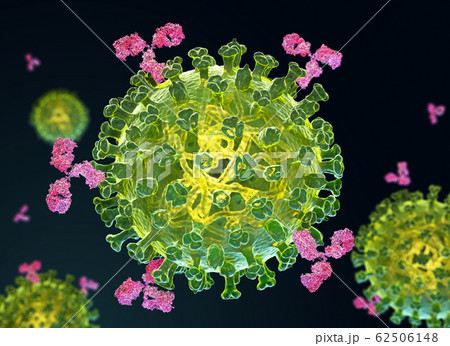 Flu virus and antibodies 62506148