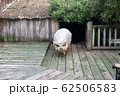 豚 62506583