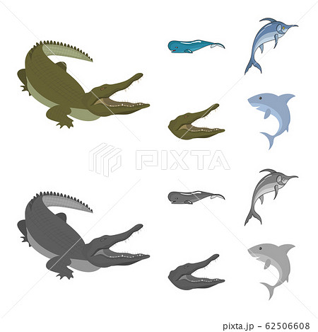 Isolated object of sea and ocean sign. Collection of sea and reptiles stock symbol for web. 62506608
