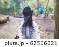 ガチョウ 62506621