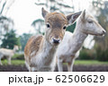 鹿 62506629