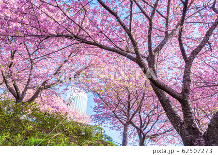 松田山 満開の河津桜 松田山 満開の河津桜 62507273