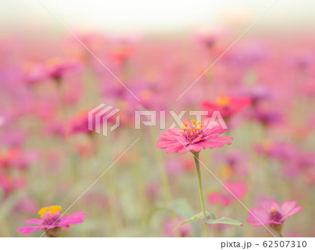 Close up cute lively Zinnia pink, red, yellow, orange colorful flowers in blossom garden. Weather is refreshing in the summer morning. In love in Valentine's day use for card background. Bright view. Close up cute lively Zinnia pink, red, yellow, orange colorful flowers in blossom garden. Weather is refreshing in the summer morning. In love in Valentine's day use for card background. Bright view. 62507310