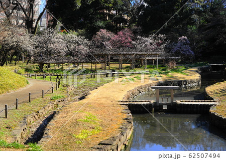2月　文京41梅林･小石川後楽園 62507494