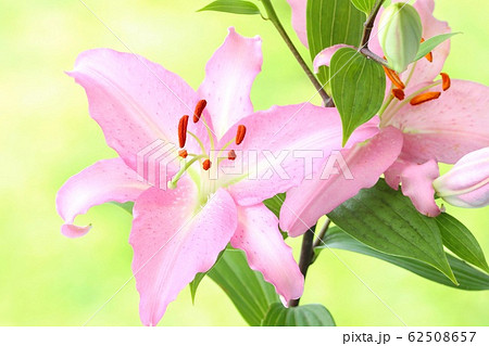 ピンク色のユリの花　オリエンタルハイブリッド系　大輪 62508657