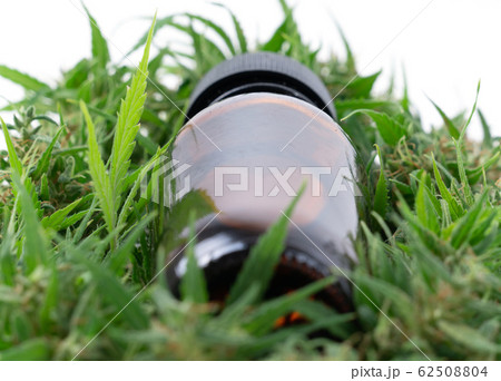 cannabis with cannabidiol extract isolated on 62508804