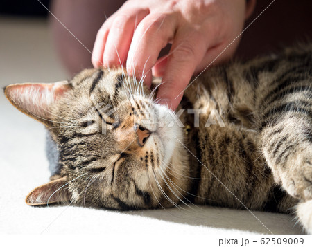 リラックスする飼い猫 62509009
