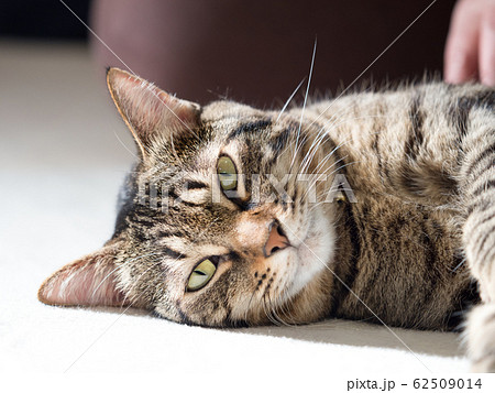 リラックスする飼い猫 リラックスする飼い猫 62509014