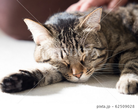 リラックスする飼い猫 リラックスする飼い猫 62509028