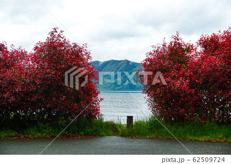 植物の間から見た湖。びわ湖	 62509724