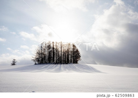 冬の美瑛 マイルドセブンの丘 冬の美瑛 マイルドセブンの丘 62509863