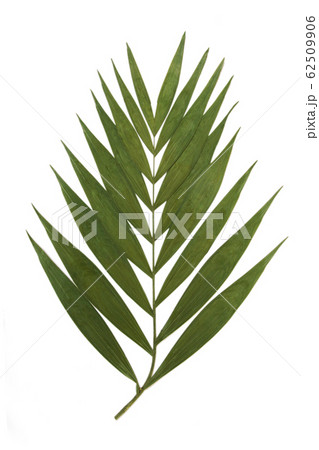 Dry decoration palm tropical leaf on a white Dry decoration palm tropical leaf on a white 62509906