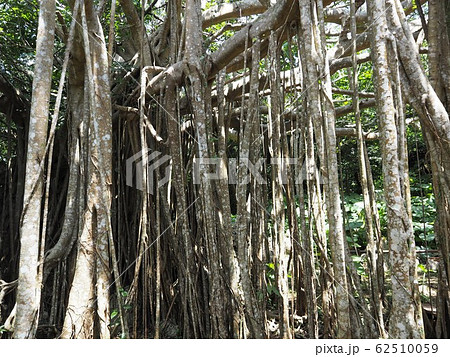 巨大なガジュマルの木(沖縄県国頭郡国頭村、大石林山) 巨大なガジュマルの木(沖縄県国頭郡国頭村、大石林山) 62510059