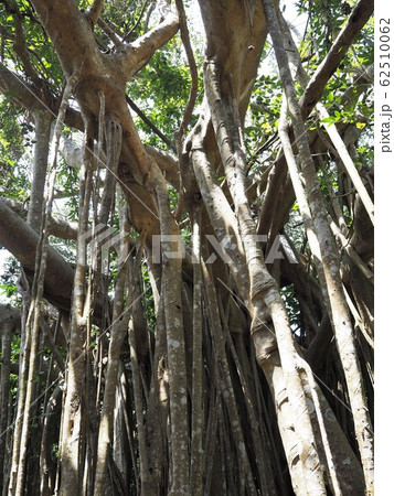 巨大なガジュマルの木（沖縄県国頭郡国頭村、大石林山） 62510062