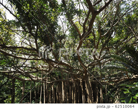 巨大なガジュマルの木（沖縄県国頭郡国頭村、大石林山） 62510064