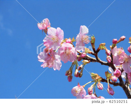 ガーデニング 青空を背景にしたピンク色の河津桜の花と蕾アップ写真 ガーデニング 青空を背景にしたピンク色の河津桜の花と蕾アップ写真 62510251