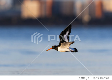 ミヤコドリ飛翔 62510258