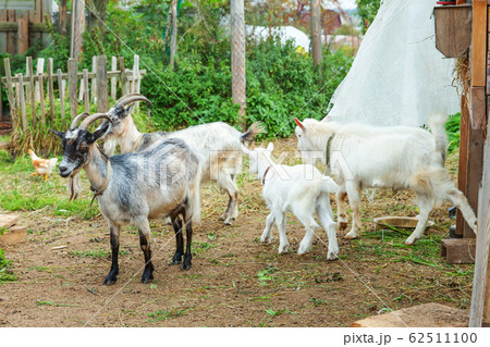 Cute chick goat relaxing in ranch farm in summer 62511100