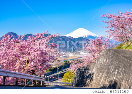 松田山 満開の河津桜と富士山 松田山 満開の河津桜と富士山 62511169
