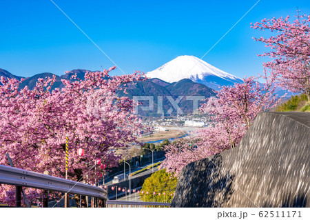 松田山 満開の河津桜と富士山 松田山 満開の河津桜と富士山 62511171