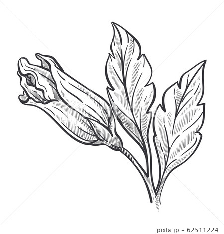 Closed bud of hibiscus plant, wild flower sketch Closed bud of hibiscus plant, wild flower sketch 62511224