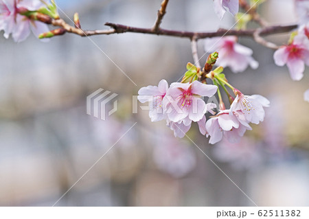 サクラの花　（タマナワザクラ） 62511382