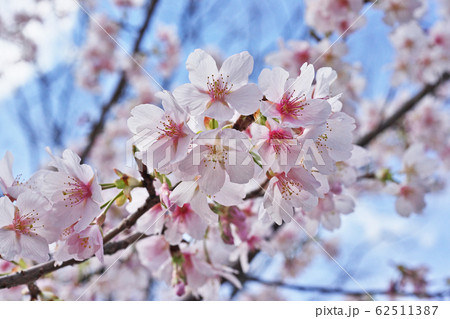 サクラの花　（タマナワザクラ） 62511387