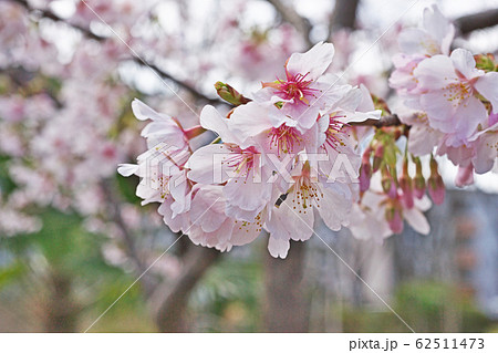 サクラの花　（タマナワザクラ） 62511473