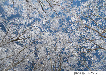 霧氷 霧氷 62512350