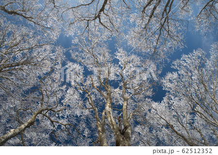 青空と霧氷を見上げる 青空と霧氷を見上げる 62512352