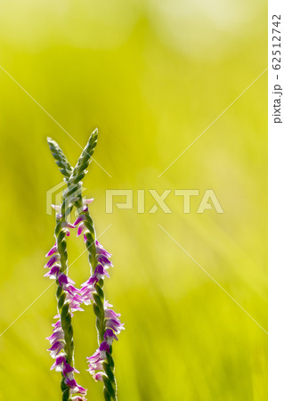 ネジバナのある風景 62512742