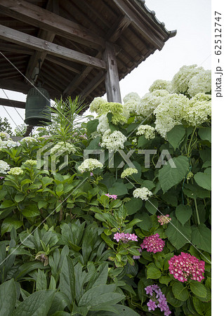 鐘楼の見える紫陽花風景 鐘楼の見える紫陽花風景 62512747