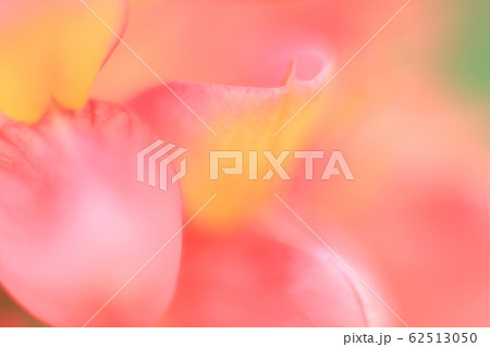 赤色系抽象的背景素材ー花・金魚草 62513050