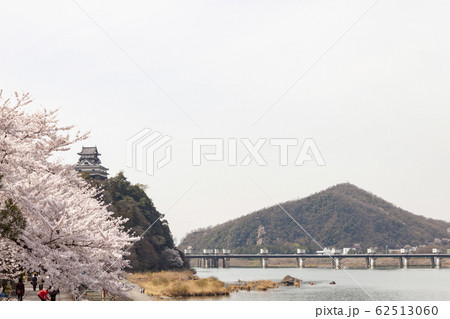 桜と犬山城 桜と犬山城 62513060