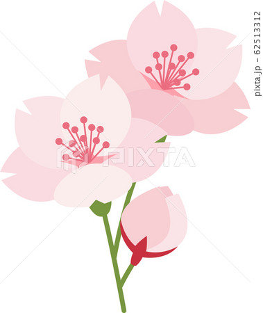桜 さくら 花 ピンクのイラスト素材