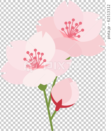 桜 さくら 花 ピンクのイラスト素材 62513312 Pixta