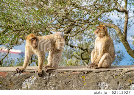 monkey Macaca sylvanus in the wild on the Gibraltar peninsula 62513927