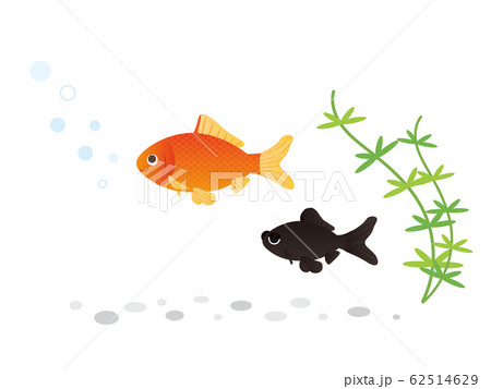 金魚 水生生物 金魚 水生生物 62514629