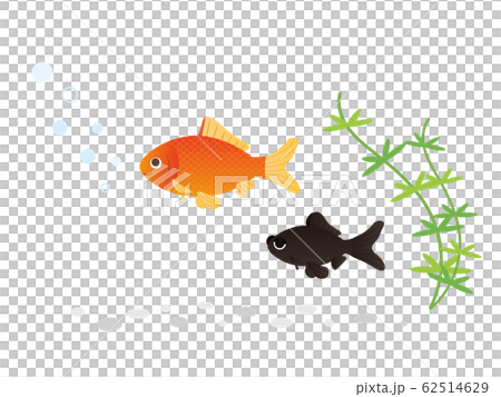 金魚 水生生物 金魚 水生生物 62514629