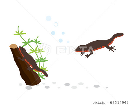 イモリ 水生生物のイラスト素材