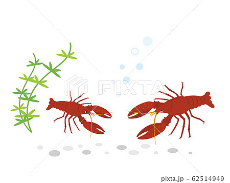 ザリガニ 水生生物のイラスト素材