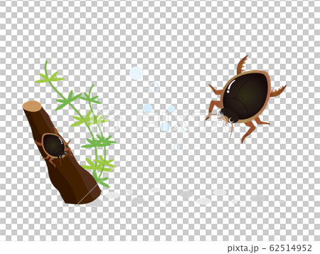 Beetle aquatic insect Beetle aquatic insect 62514952